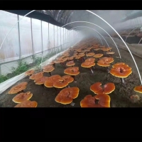 玻璃纖維棒 農(nóng)用拱棚支架 蔬菜大棚桿 小拱棚纖維桿