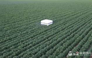 全球首款棉花激光打頂機(jī)器人！新疆制造！
