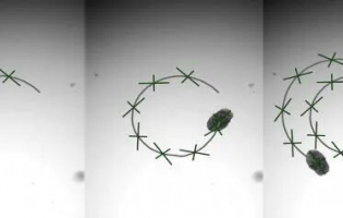 肺細(xì)胞制成的微型生物機器人問世